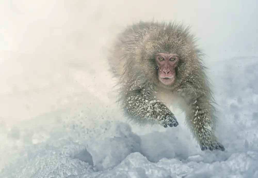 Deng, Larry: Snow run