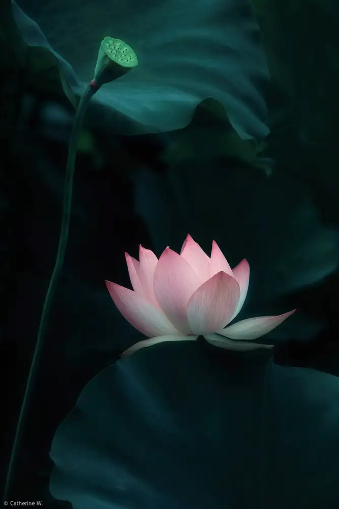 Catherine, W.: Lotus Blume