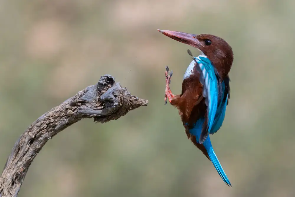 Amer, Eyal: White-throated