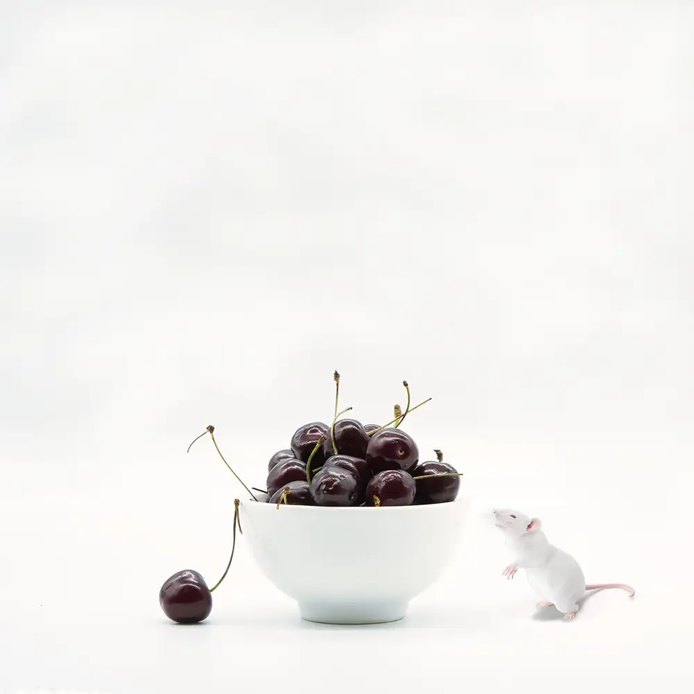 Dingemans, Saskia: Pasión de cereza.