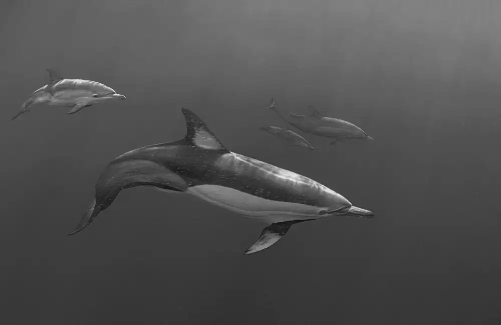 Lu, Jennifer: Mama and baby out (Dolphin)