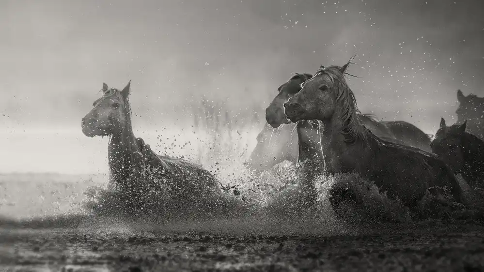 Lu, Jennifer: A muddy morning ..