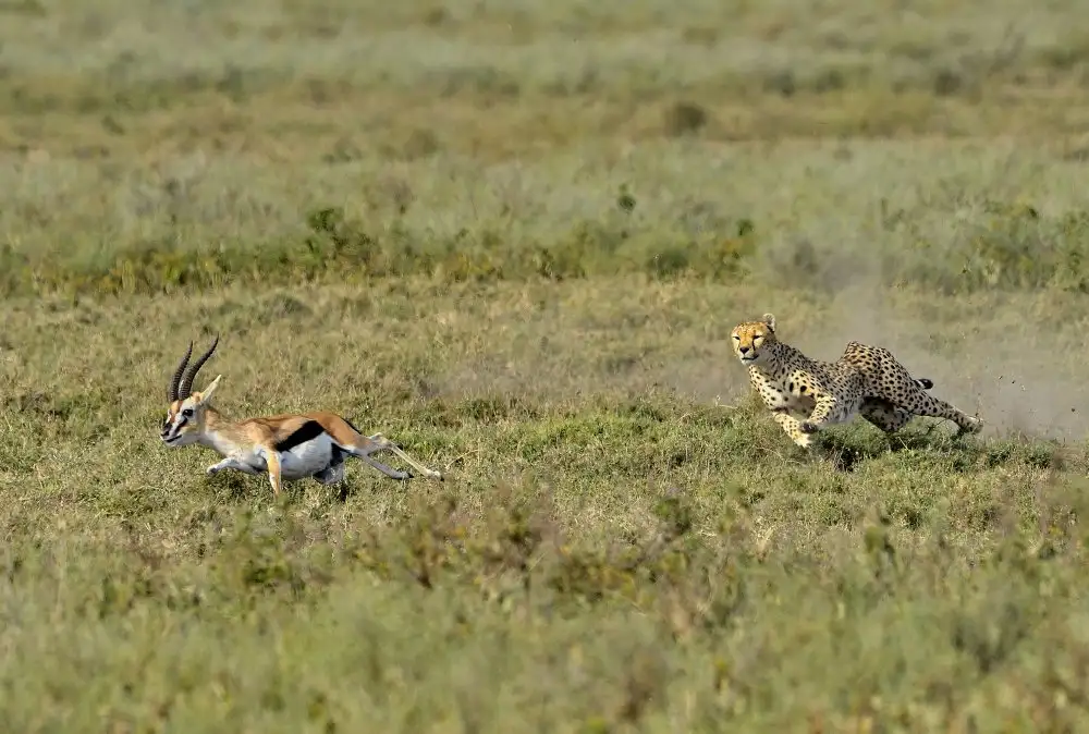 DAmico, Giuseppe: Hunting