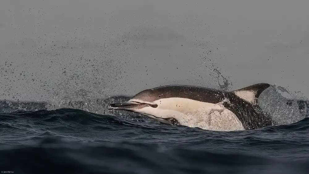 Lu, Jennifer: Common Dolphin