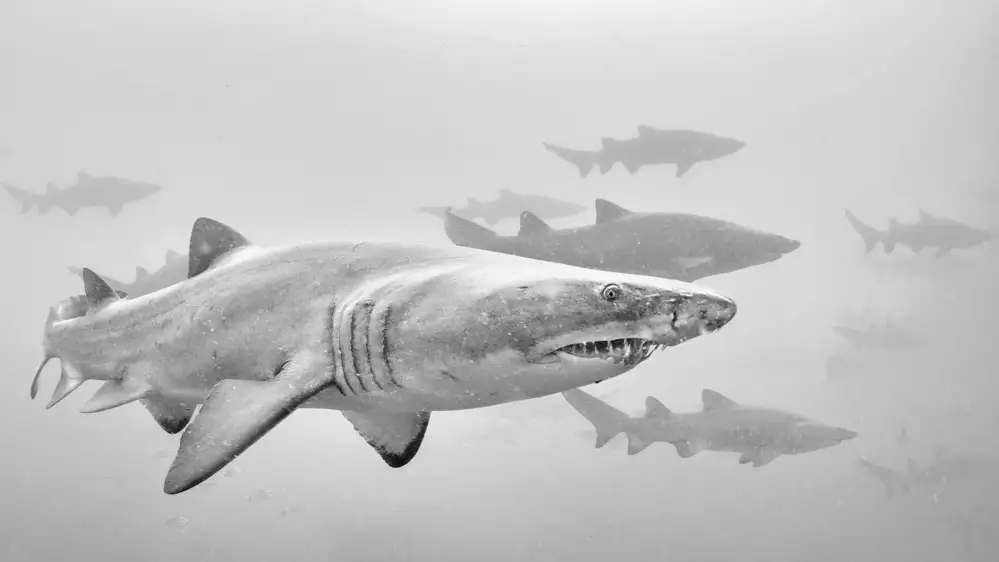 Lu, Jennifer: Sharks on their mission