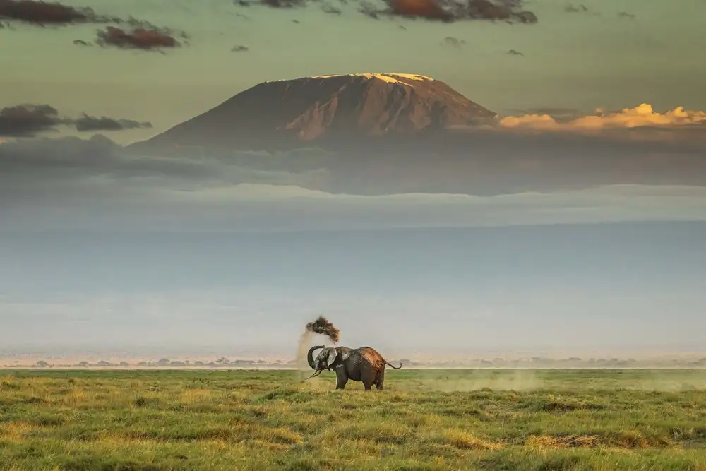 Sink, C. Jeffrey: Kouzlo Amboseli