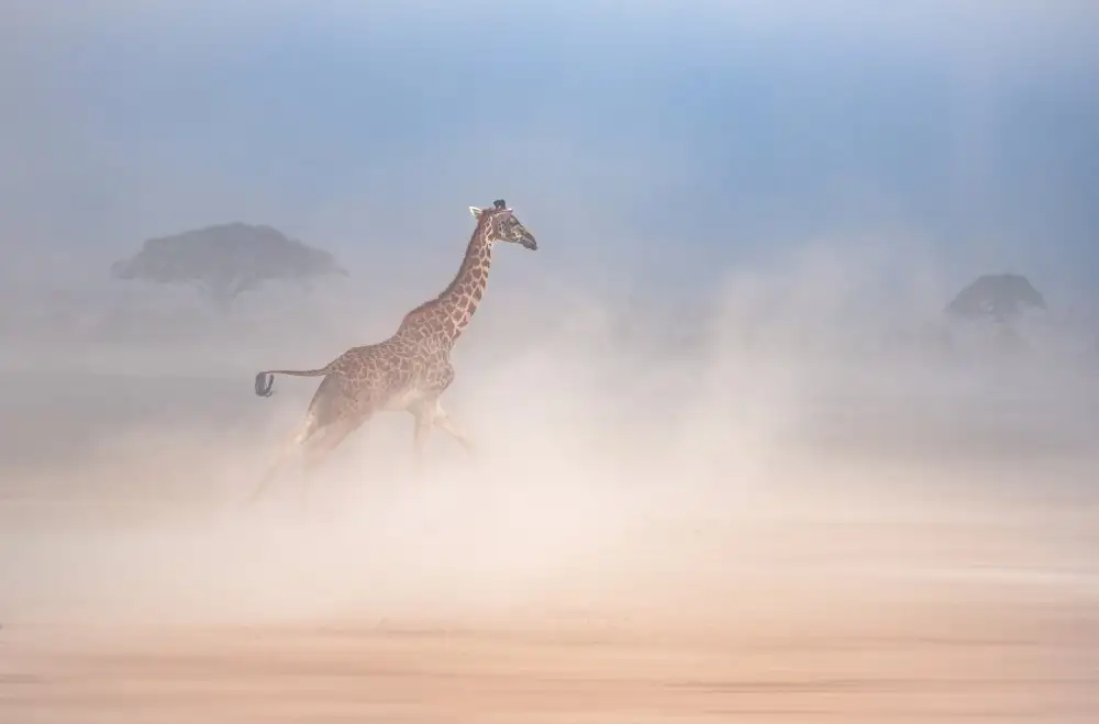 Telhami, Isam: The giraffe dance2