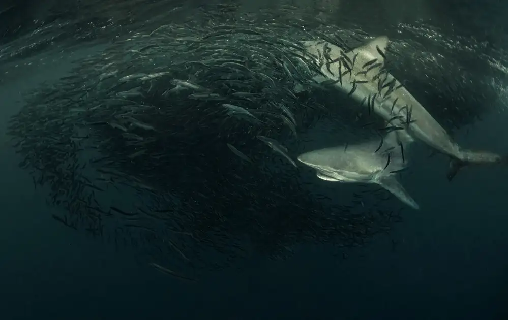 Lu, Jennifer: Sharks attack Bait-ball