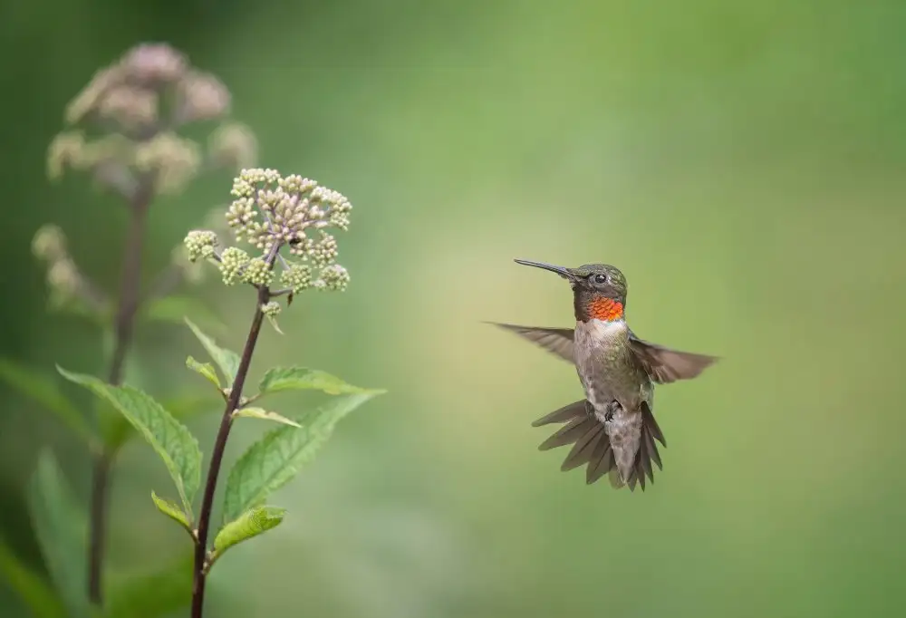 Wang, Max: Hummingbird