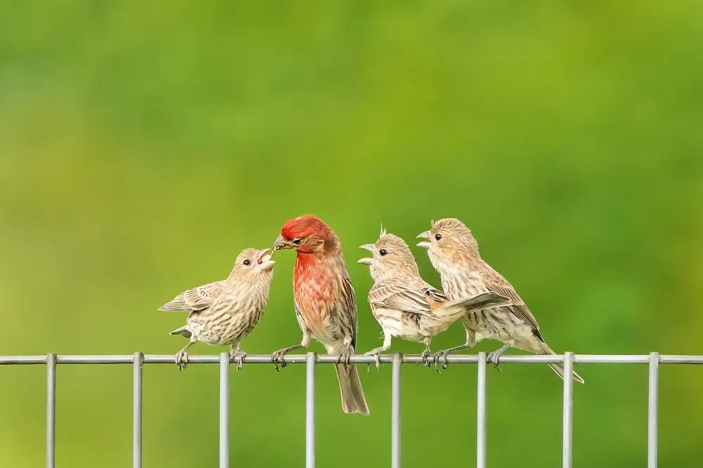 Li, Alex: House Finches