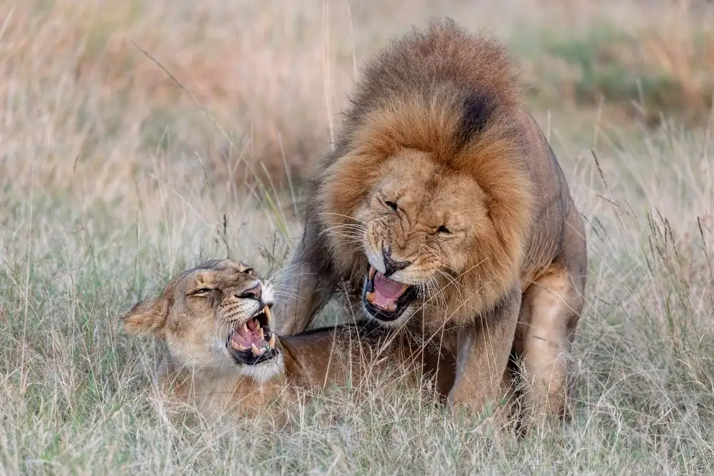 Catta, Alessandro: Mating Lions