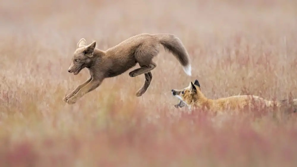 Zuo, Jun: Spielen