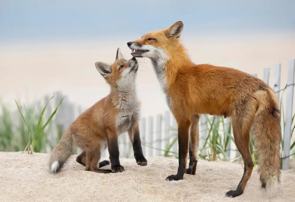 Wang, Max: A Kiss