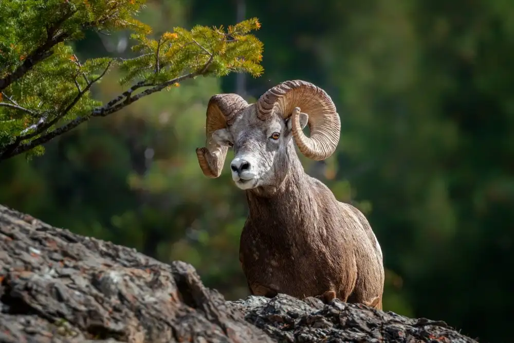 Wei, and Siyu: Mouflon d'Amérique dans les Montagnes Rocheuses