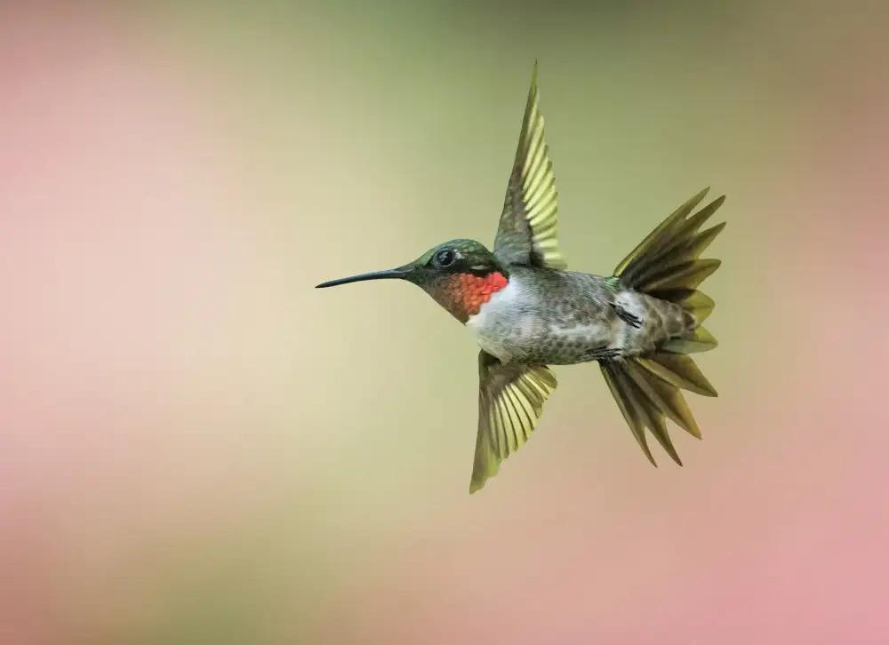 Huang, Tao: Hummingbird