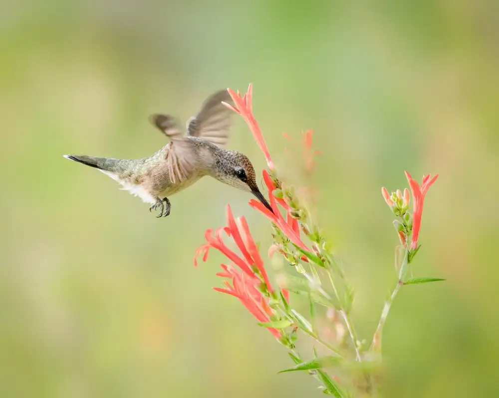 Li, Alex: Ruby-throated Hummingbird
