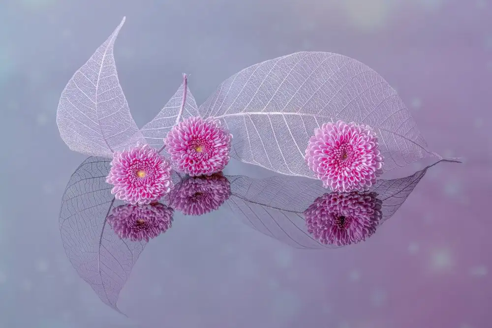 rao, j jenny: fleurs et feuilles