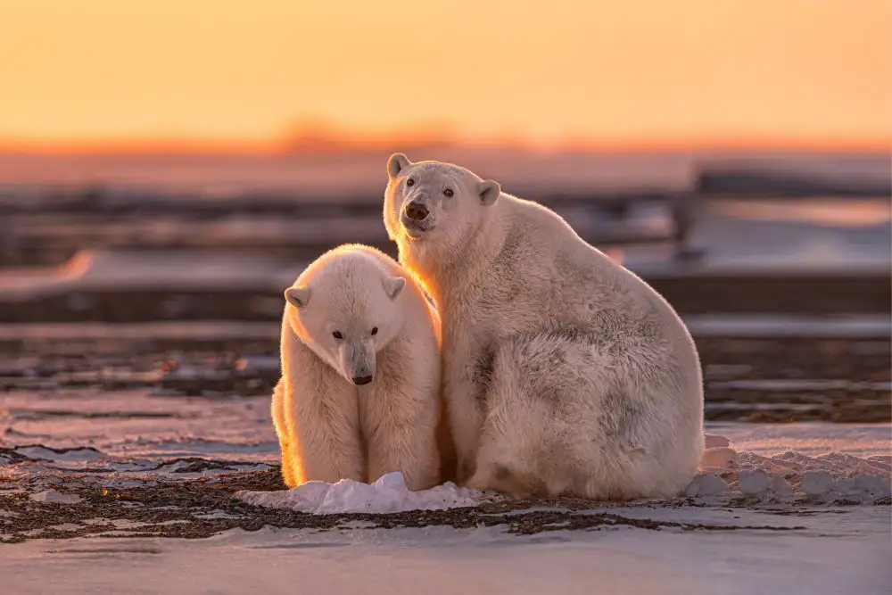 Wang, Max: Polar bears at sunset