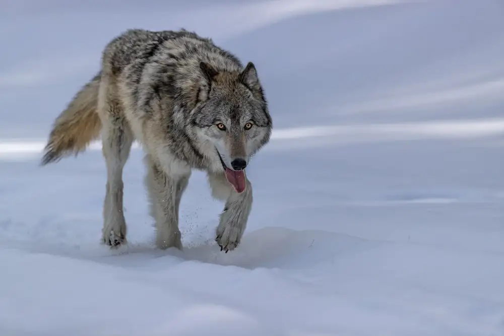 Zuo, Jun: Wolf