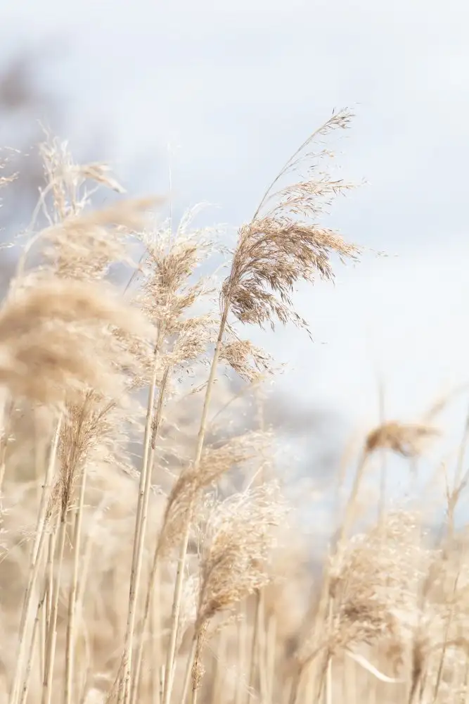 Studio, Pictufy: Grass Reed and sky_3