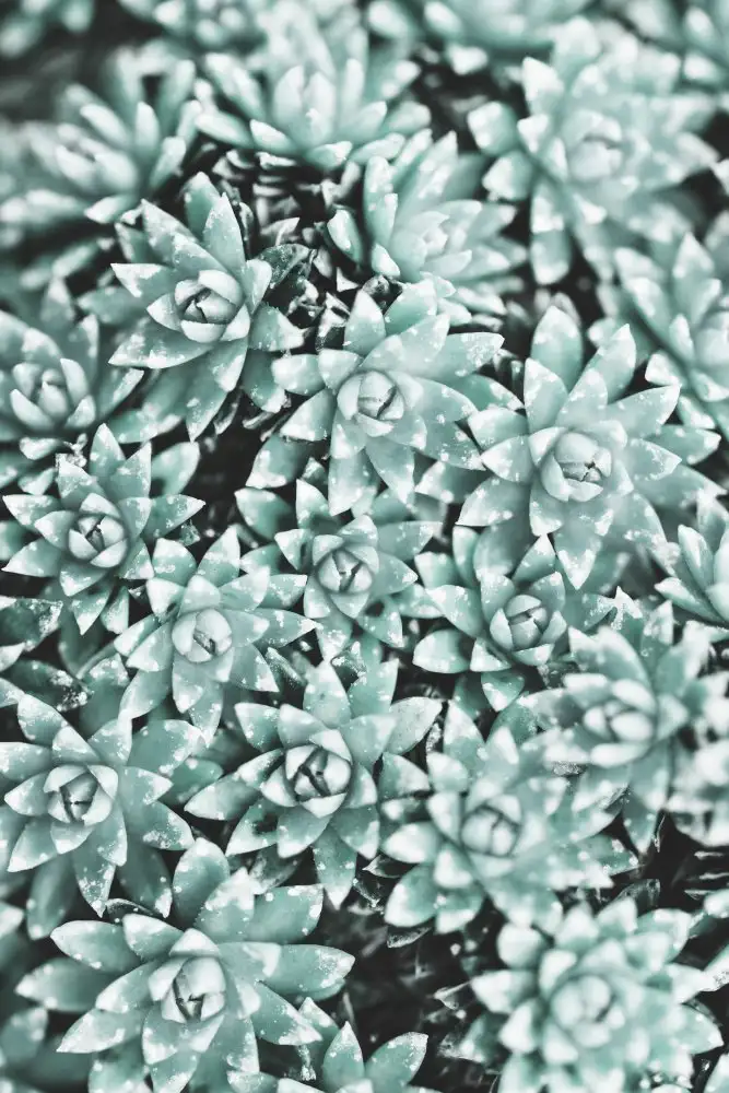 Studio, Pictufy: Plant