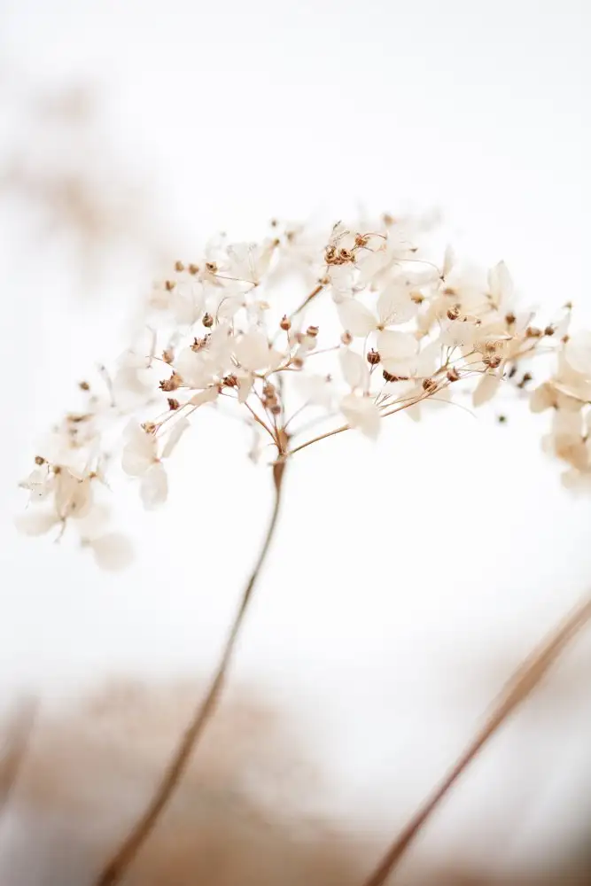 Studio, Pictufy: Soft dried flower_brown