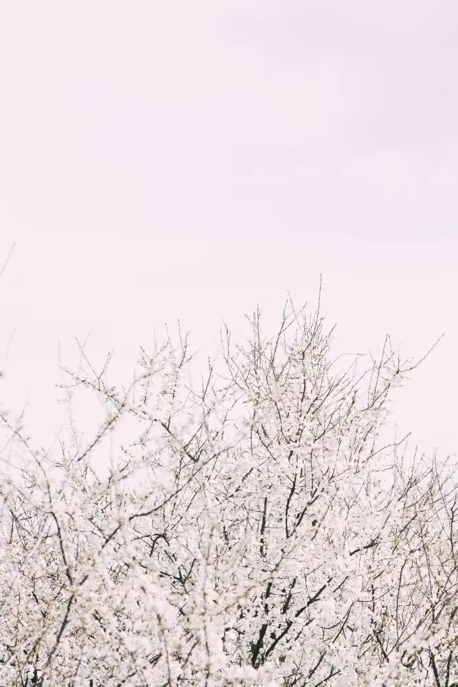 Studio, Pictufy: Cherry tree_2