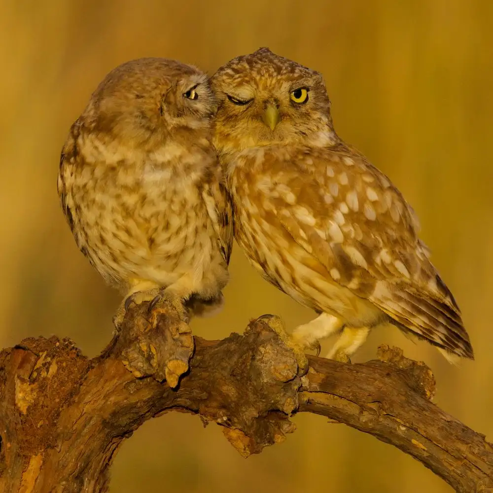 Manusevich, David: Joli couple