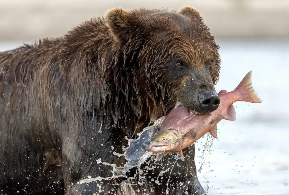 DAmico, Giuseppe: The prey