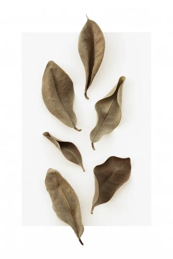 Studio, Pictufy: Dried Leaves_1