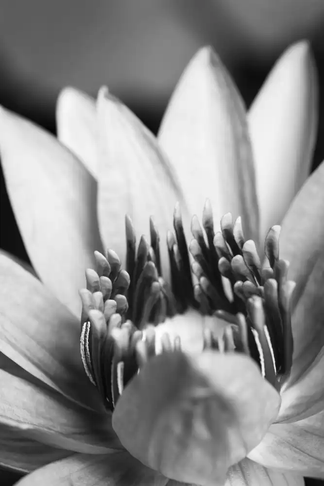 Studio, Pictufy: Flower, close up