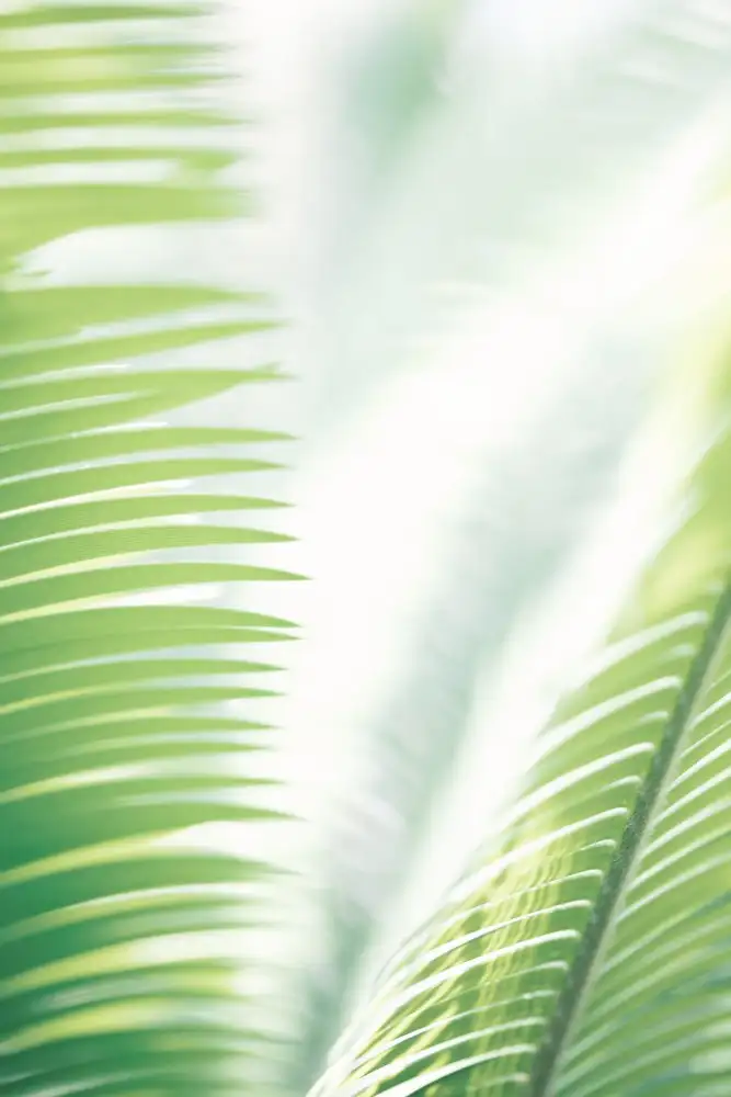 Studio, Pictufy: Light Palm tree leaves_2