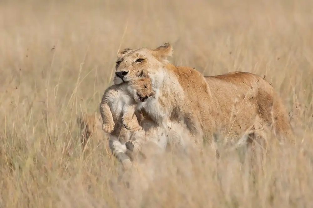 Catta, Alessandro: Mother Lioness