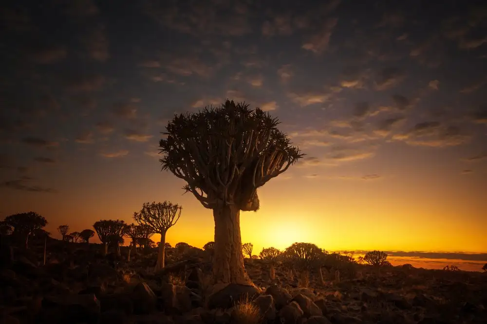 Joanaduenas: At sunrise 7R45806