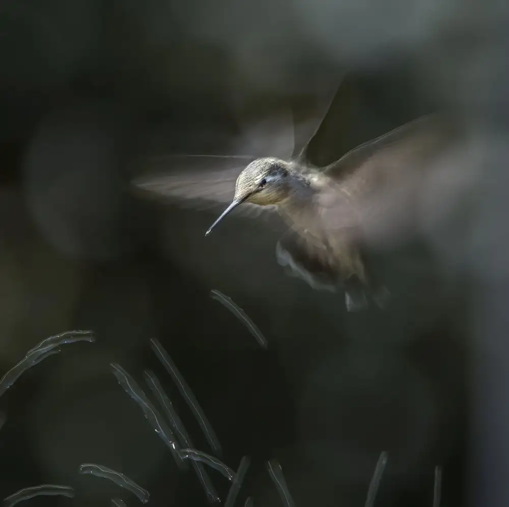 Tseng, Judy: Humming bird dance