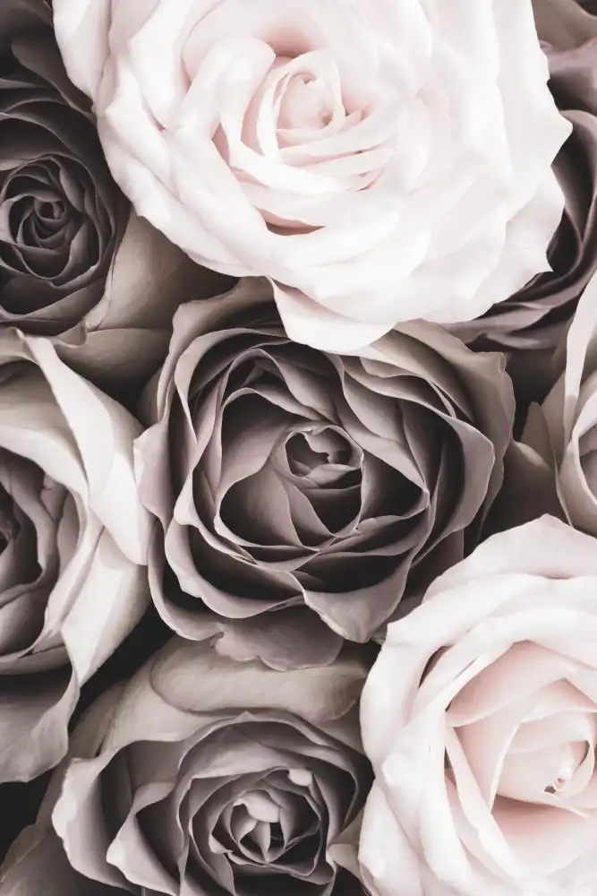 Studio, Pictufy: Roses