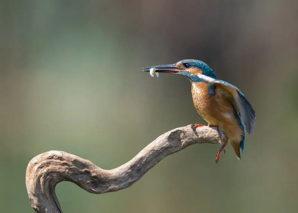 Amer, Eyal: kingfisher with fish