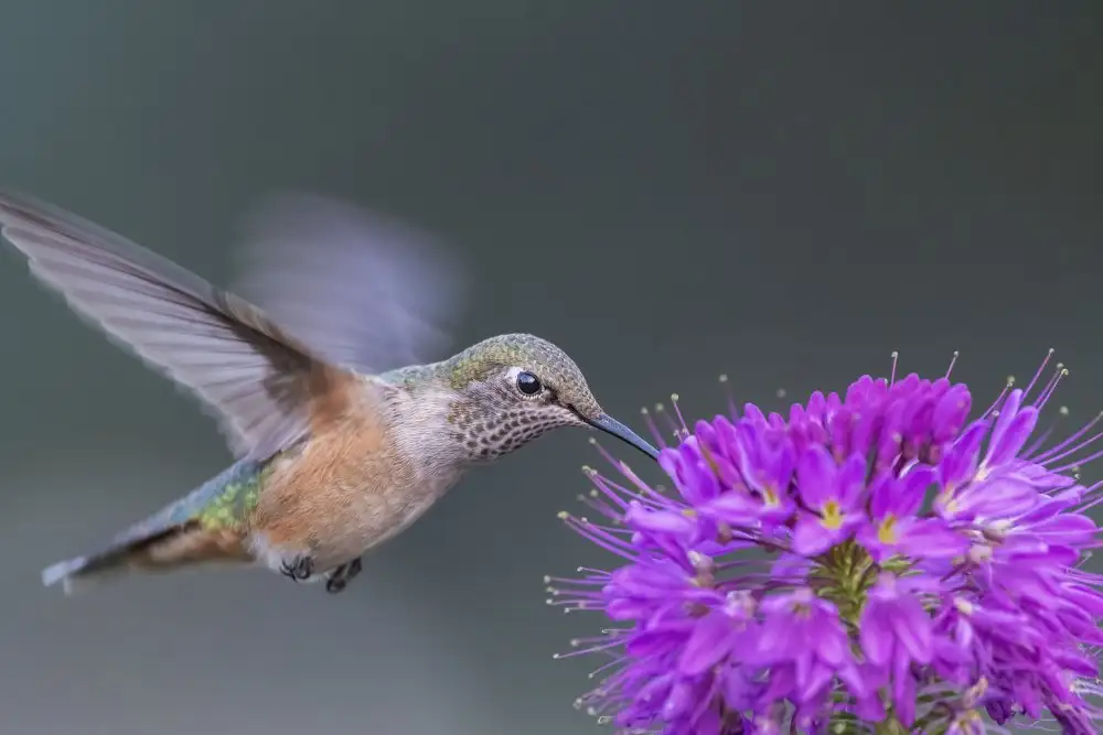 Xu, Jian: rufous hummingbird