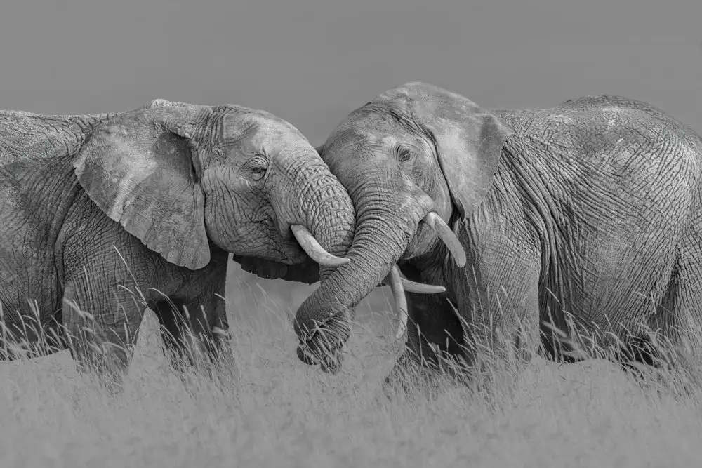 Zuo, Jun: Vol d'éléphant
