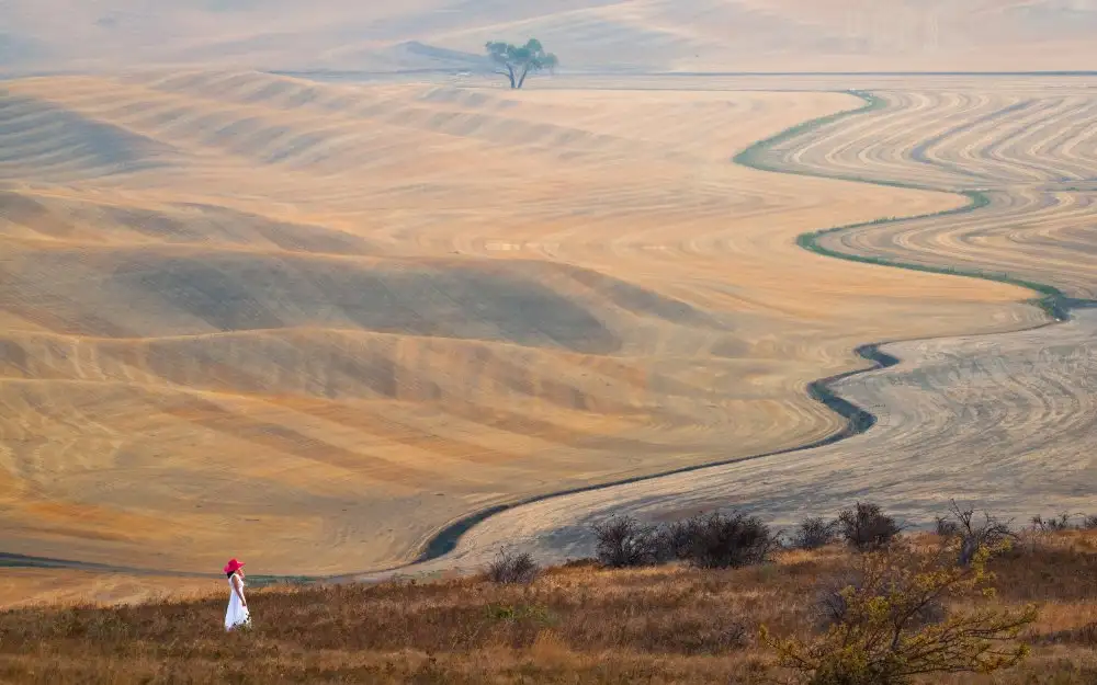 Chen, J. John: The Curve at Wheatfield