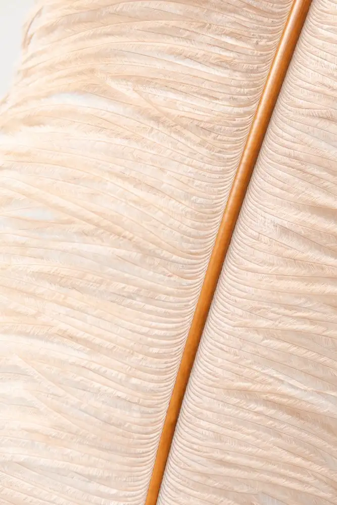 Studio, Pictufy: Feather close up_2