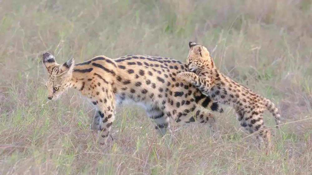 Lu, Jennifer: Lets play,  Mom
