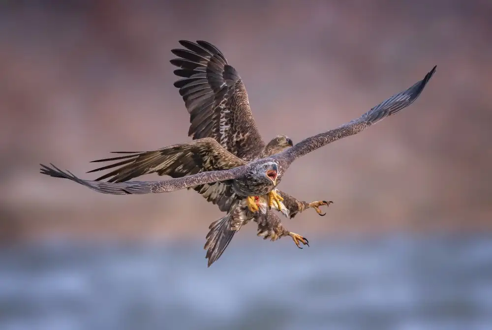 Huang, Tao: Eagles