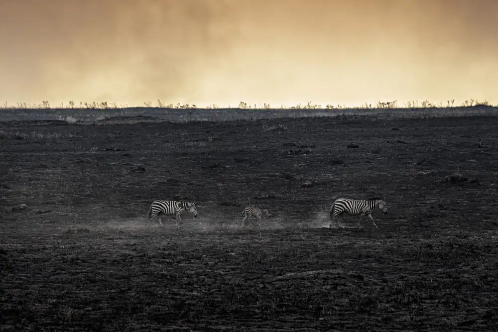 Marchegiani, Roberto: Hořící savana