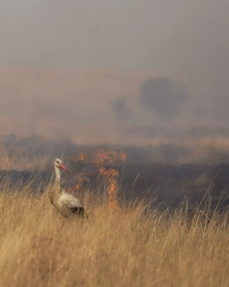 Marchegiani, Roberto: Hořící savana