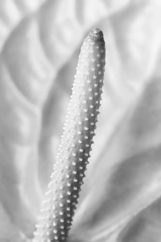 Studio, Pictufy: FLAMMINGO FLOWER