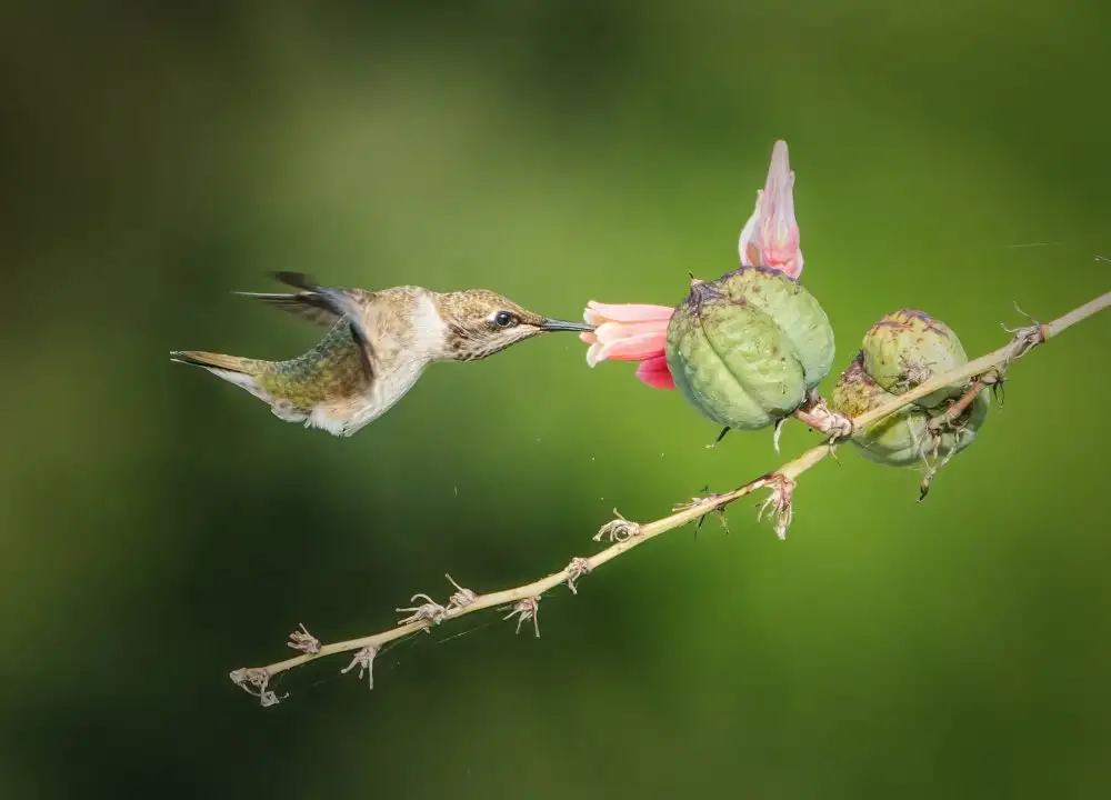Li, Alex: Hummingbird