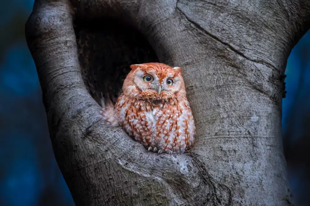 Wang, Max: Eastern Screech Owl (Red Morph)