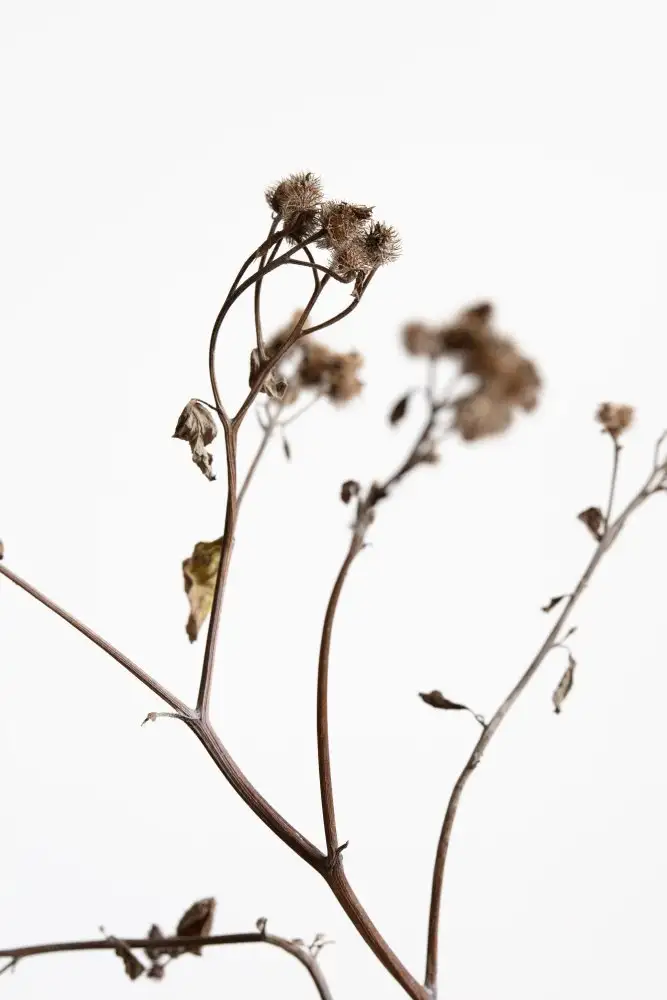 Studio, Pictufy: Ramoscello secco