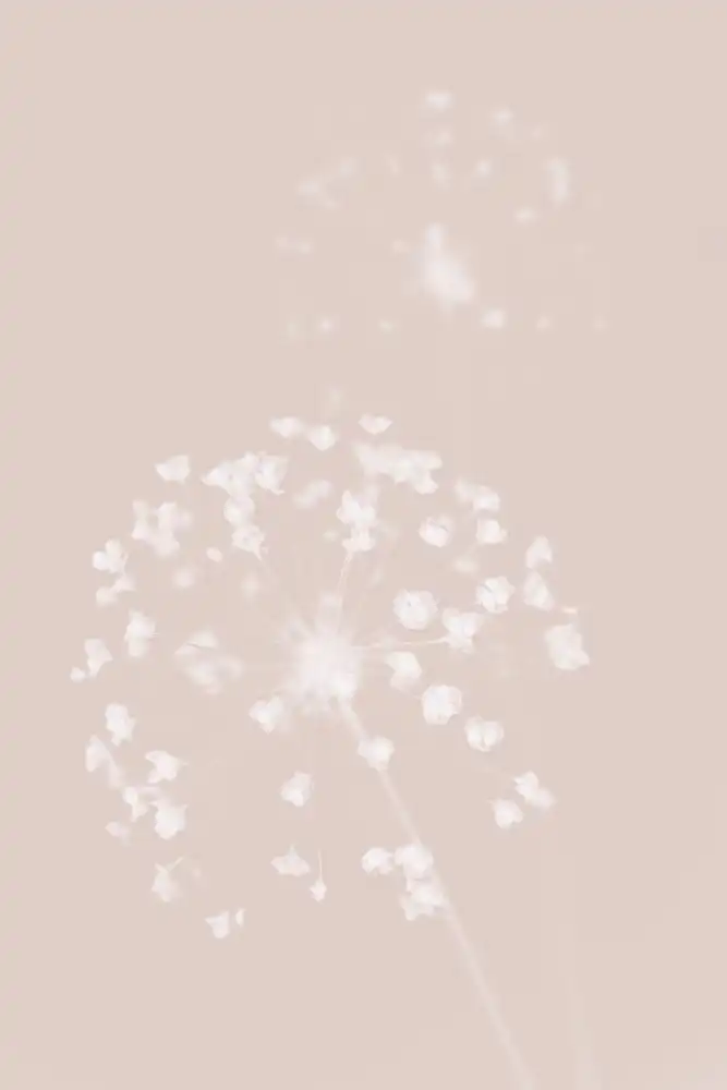 Studio, Pictufy: Dried Flower Pink